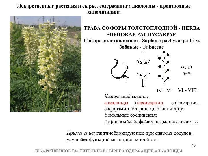 ЛЕКАРСТВЕННОЕ РАСТИТЕЛЬНОЕ СЫРЬЕ, СОДЕРЖАЩЕЕ АЛКАЛОИДЫ Лекарственные растения и сырье, содержащие