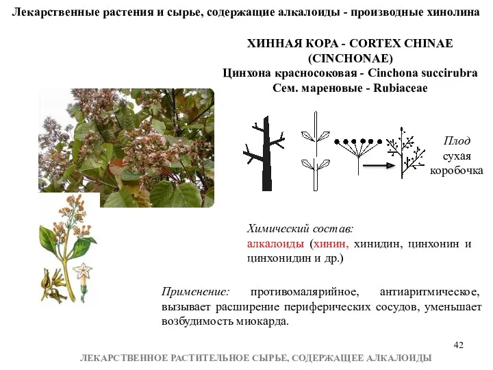 ЛЕКАРСТВЕННОЕ РАСТИТЕЛЬНОЕ СЫРЬЕ, СОДЕРЖАЩЕЕ АЛКАЛОИДЫ Лекарственные растения и сырье, содержащие алкалоиды - производные