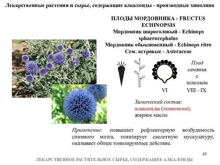 ЛЕКАРСТВЕННОЕ РАСТИТЕЛЬНОЕ СЫРЬЕ, СОДЕРЖАЩЕЕ АЛКАЛОИДЫ Лекарственные растения и сырье, содержащие алкалоиды - производные