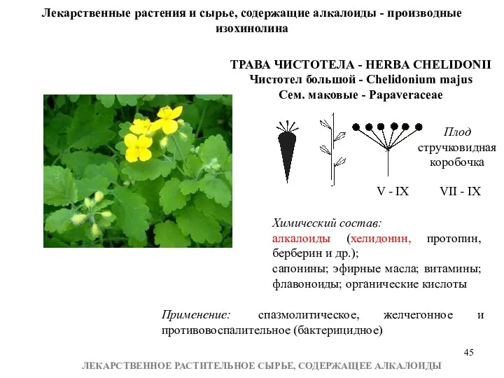 ЛЕКАРСТВЕННОЕ РАСТИТЕЛЬНОЕ СЫРЬЕ, СОДЕРЖАЩЕЕ АЛКАЛОИДЫ Лекарственные растения и сырье, содержащие алкалоиды - производные