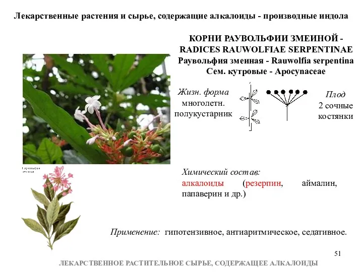 ЛЕКАРСТВЕННОЕ РАСТИТЕЛЬНОЕ СЫРЬЕ, СОДЕРЖАЩЕЕ АЛКАЛОИДЫ Лекарственные растения и сырье, содержащие алкалоиды - производные