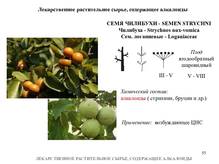 Лекарственное растительное сырье, содержащее алкалоиды ЛЕКАРСТВЕННОЕ РАСТИТЕЛЬНОЕ СЫРЬЕ, СОДЕРЖАЩЕЕ АЛКАЛОИДЫ СЕМЯ ЧИЛИБУХИ -