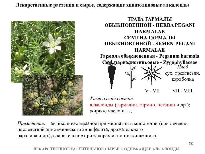 ЛЕКАРСТВЕННОЕ РАСТИТЕЛЬНОЕ СЫРЬЕ, СОДЕРЖАЩЕЕ АЛКАЛОИДЫ Лекарственные растения и сырье, содержащие хиназолиновые алкалоиды ТРАВА