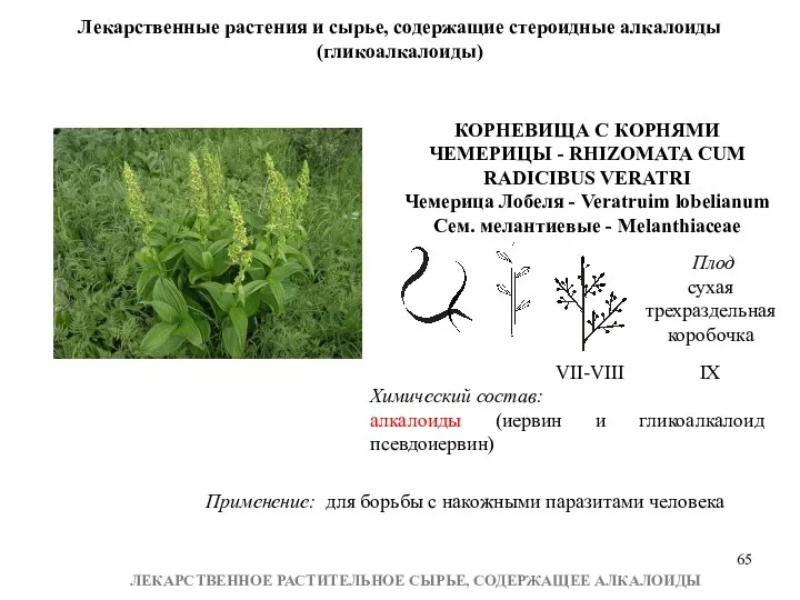 ЛЕКАРСТВЕННОЕ РАСТИТЕЛЬНОЕ СЫРЬЕ, СОДЕРЖАЩЕЕ АЛКАЛОИДЫ Лекарственные растения и сырье, содержащие стероидные алкалоиды (гликоалкалоиды)