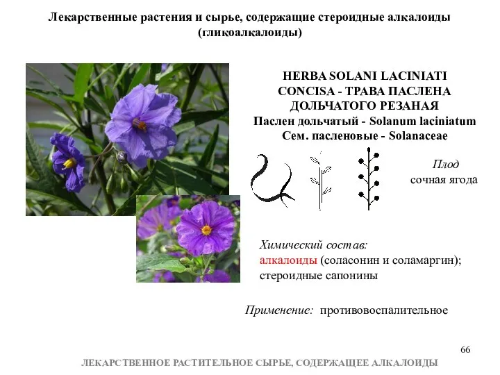 ЛЕКАРСТВЕННОЕ РАСТИТЕЛЬНОЕ СЫРЬЕ, СОДЕРЖАЩЕЕ АЛКАЛОИДЫ Лекарственные растения и сырье, содержащие