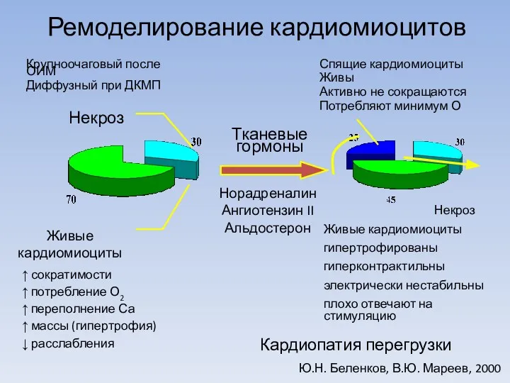 Ремоделирование кардиомиоцитов Некроз Живые кардиомиоциты Крупноочаговый после ОИМ Диффузный при