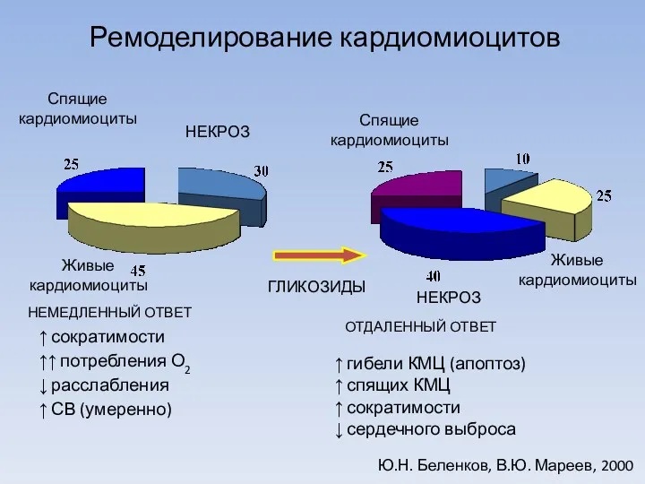 Ремоделирование кардиомиоцитов Спящие кардиомиоциты НЕКРОЗ Живые кардиомиоциты НЕМЕДЛЕННЫЙ ОТВЕТ ↑