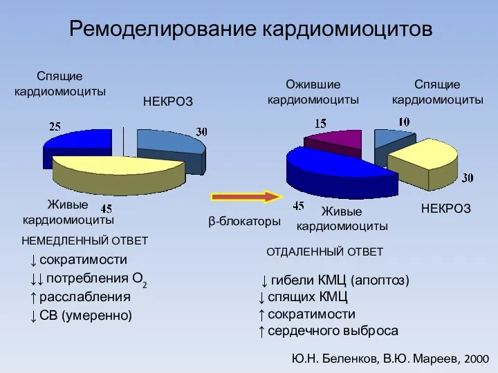 Ремоделирование кардиомиоцитов Спящие кардиомиоциты НЕКРОЗ Живые кардиомиоциты НЕМЕДЛЕННЫЙ ОТВЕТ ↓