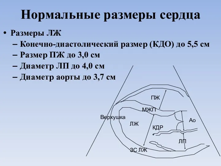 Нормальные размеры сердца Размеры ЛЖ Конечно-диастолический размер (КДО) до 5,5