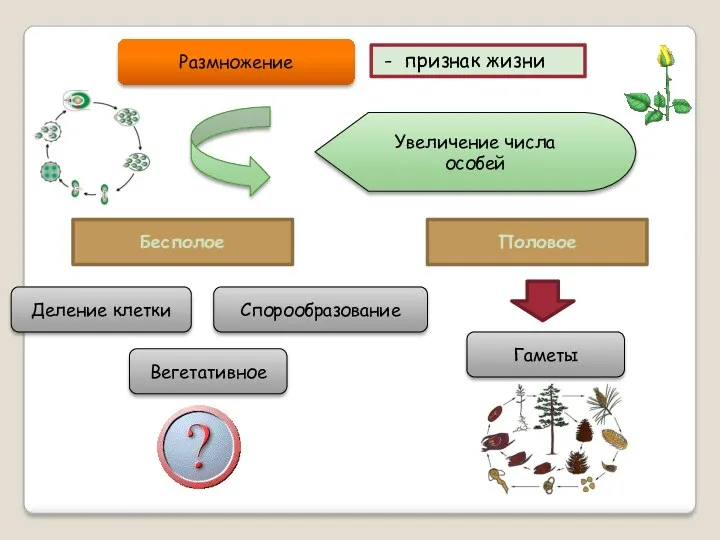 Размножение Бесполое Половое - признак жизни Увеличение числа особей Деление клетки Вегетативное Спорообразование Гаметы