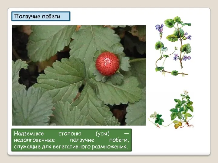 Ползучие побеги Надземные столоны (усы) — недолговечные ползучие побеги, служащие для вегетативного размножения.