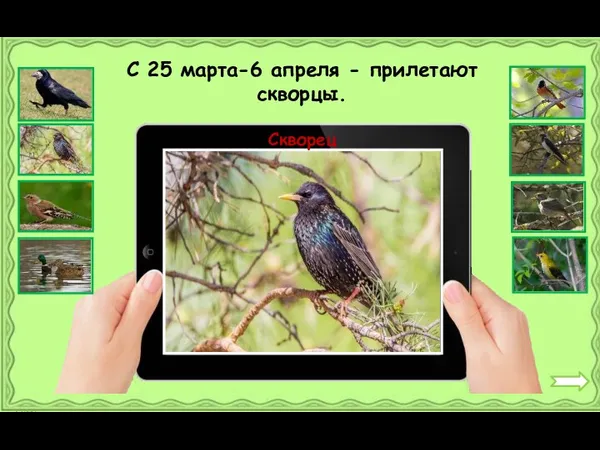 Скворец С 25 марта-6 апреля - прилетают скворцы.