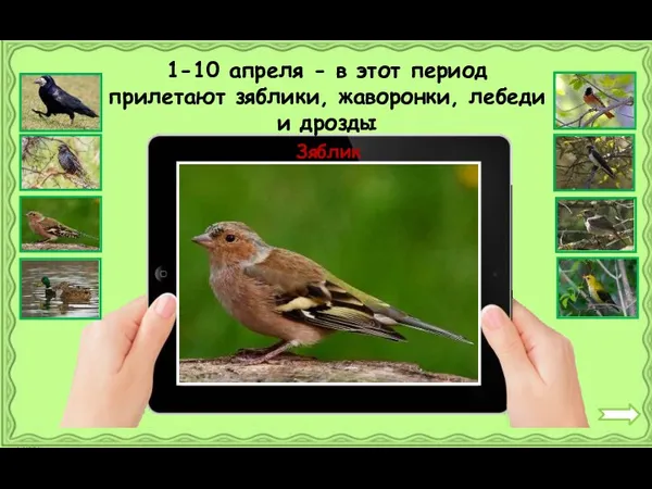 Зяблик 1-10 апреля - в этот период прилетают зяблики, жаворонки, лебеди и дрозды