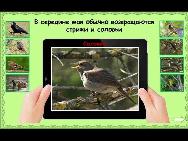 Соловей В середине мая обычно возвращаются стрижи и соловьи