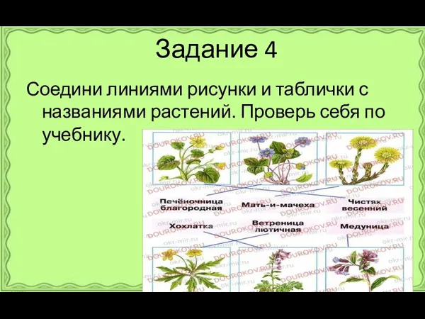 Задание 4 Соедини линиями рисунки и таблички с названиями растений. Проверь себя по учебнику.