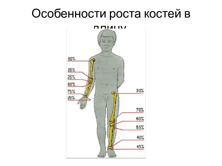 Особенности роста костей в длину.