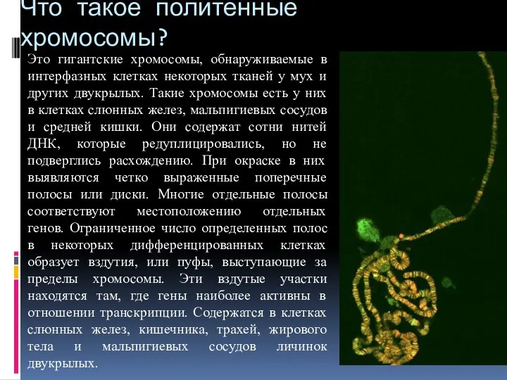 Что такое политенные хромосомы? Это гигантские хромосомы, обнаруживаемые в интерфазных