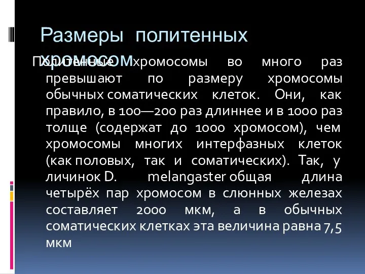 Размеры политенных хромосом Политенные хромосомы во много раз превышают по