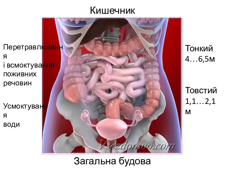 Кишечник Загальна будова Тонкий 4…6,5м Товстий 1,1…2,1м Перетравлювання і всмоктування поживних речовин Усмоктування води