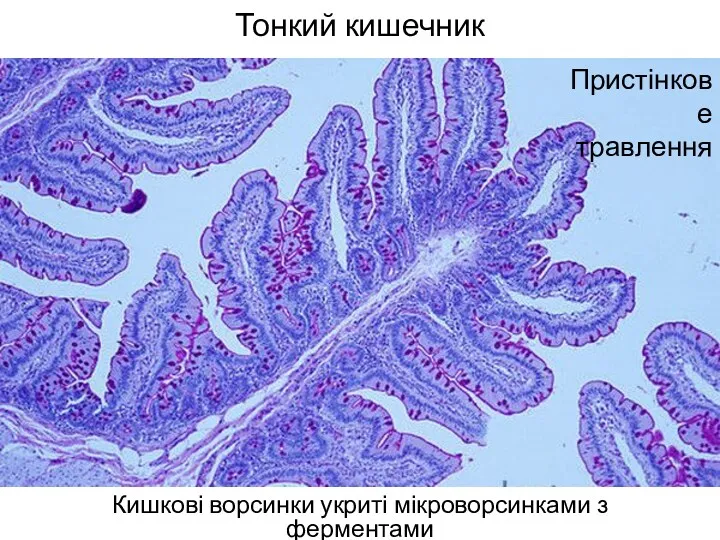 Тонкий кишечник Кишкові ворсинки укриті мікроворсинками з ферментами Пристінкове травлення