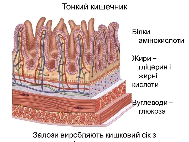 Тонкий кишечник Залози виробляють кишковий сік з ферментами Білки –