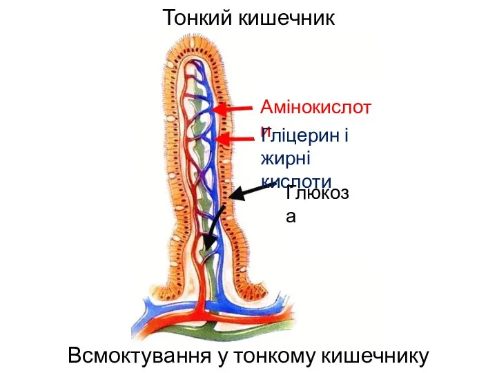 Тонкий кишечник Всмоктування у тонкому кишечнику Амінокислоти Гліцерин і жирні кислоти Глюкоза