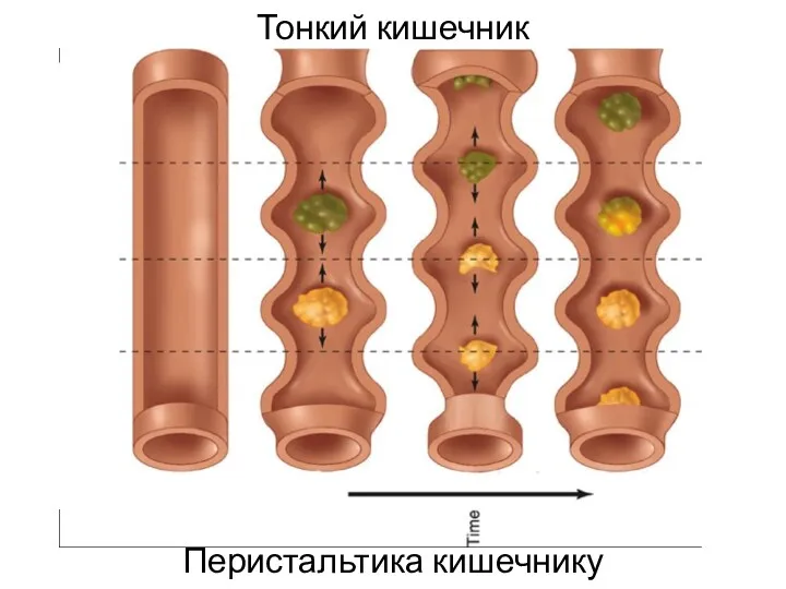 Тонкий кишечник Перистальтика кишечнику