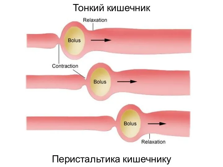 Тонкий кишечник Перистальтика кишечнику