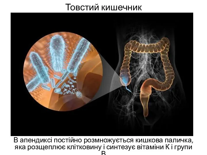 Товстий кишечник В апендиксі постійно розмножується кишкова паличка, яка розщеплює