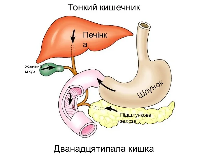 Тонкий кишечник Дванадцятипала кишка Шлунок Печінка Підшлункова залоза Жовчний міхур