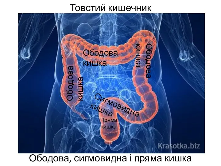 Товстий кишечник Ободова, сигмовидна і пряма кишка Ободова кишка Ободова