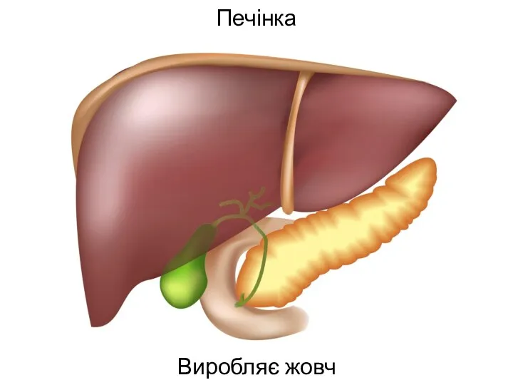 Печінка Виробляє жовч