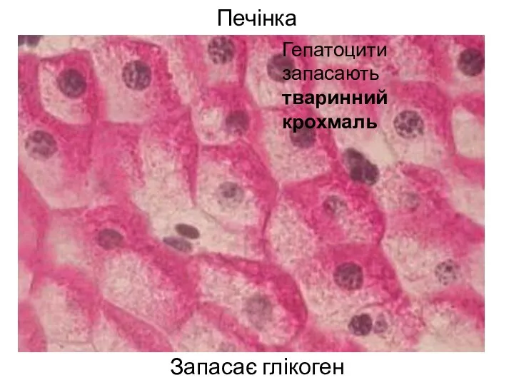 Печінка Запасає глікоген Гепатоцити запасають тваринний крохмаль