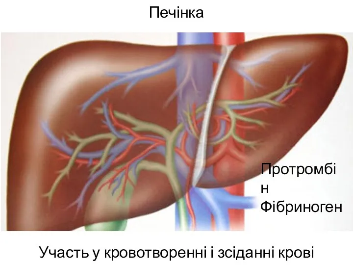 Печінка Участь у кровотворенні і зсіданні крові Протромбін Фібриноген