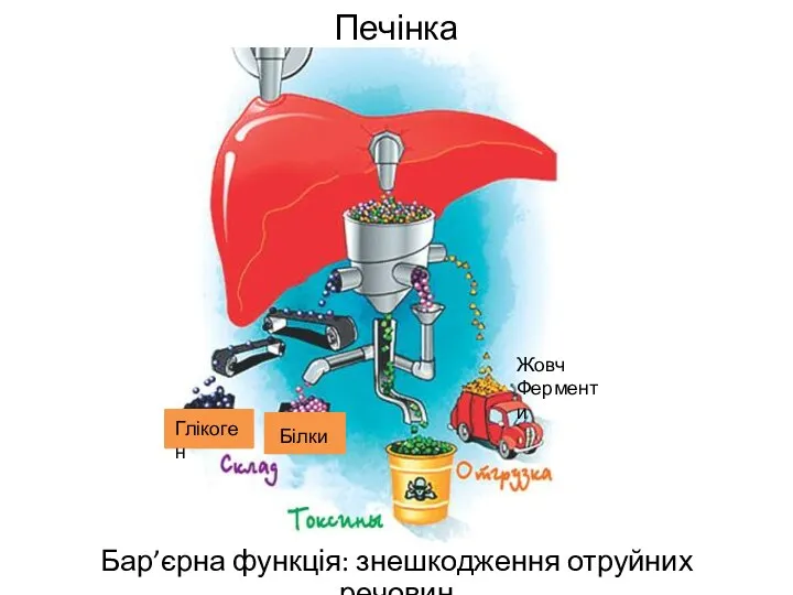 Печінка Бар’єрна функція: знешкодження отруйних речовин Глікоген Білки Жовч Ферменти