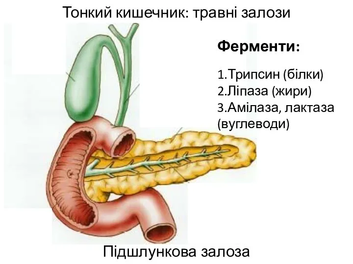 Тонкий кишечник: травні залози Підшлункова залоза Ферменти: 1.Трипсин (білки) 2.Ліпаза (жири) 3.Амілаза, лактаза (вуглеводи)