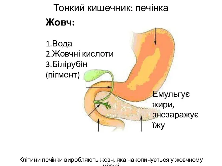 Тонкий кишечник: печінка Клітини печінки виробляють жовч, яка накопичується у