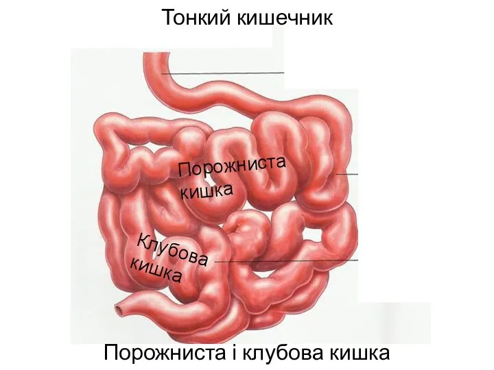 Тонкий кишечник Порожниста і клубова кишка Порожниста кишка Клубова кишка