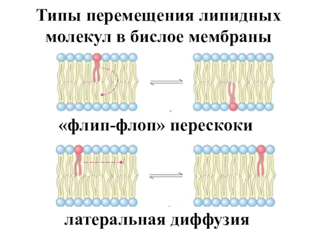 Типы перемещения липидных молекул в бислое мембраны «флип-флоп» перескоки латеральная диффузия