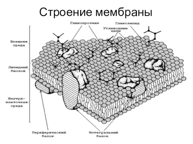 Строение мембраны