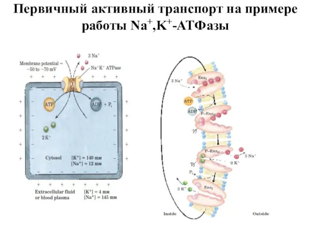 Первичный активный транспорт на примере работы Na+,K+-АТФазы