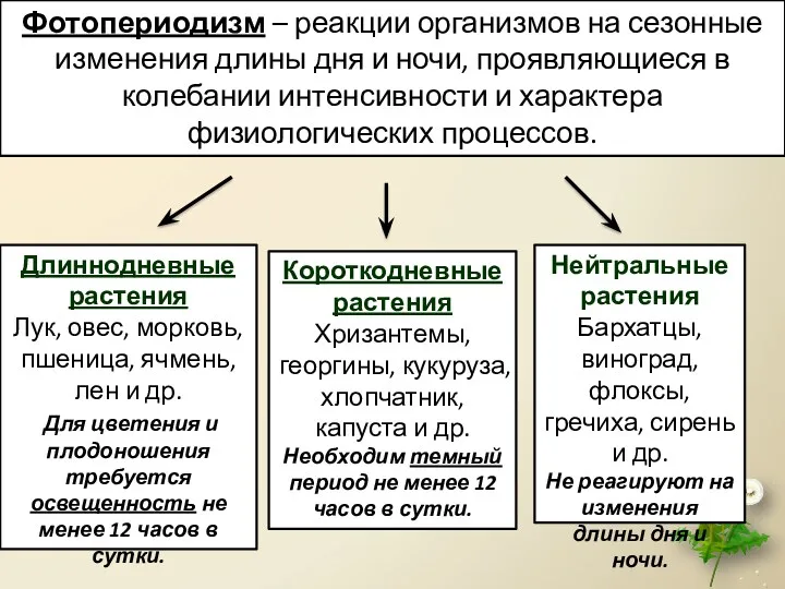 Фотопериодизм – реакции организмов на сезонные изменения длины дня и ночи, проявляющиеся в