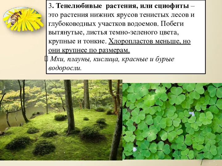 3. Тенелюбивые растения, или сциофиты – это растения нижних ярусов тенистых лесов и