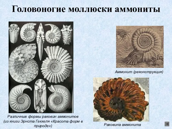 Головоногие моллюски аммониты Различные формы раковин аммонитов (из книги Эрнста