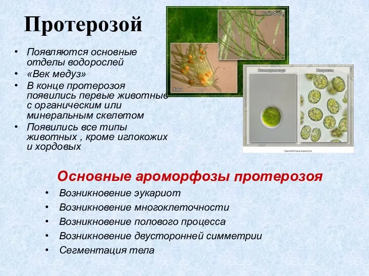 Протерозой Появляются основные отделы водорослей «Век медуз» В конце протерозоя появились первые животные