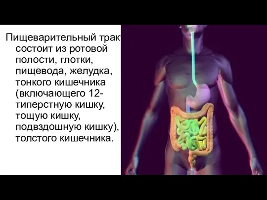 Пищеварительный тракт состоит из ротовой полости, глотки, пищевода, желудка, тонкого