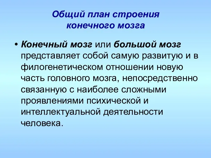 Общий план строения конечного мозга Конечный мозг или большой мозг