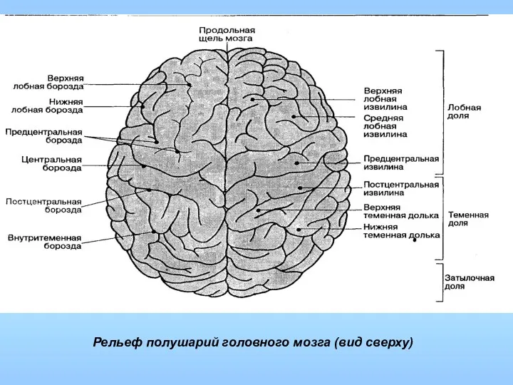 Рельеф полушарий головного мозга (вид сверху)
