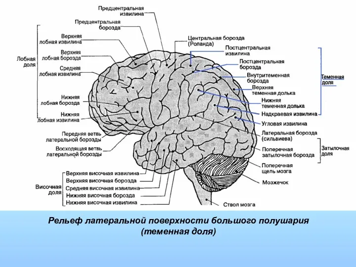 Рельеф латеральной поверхности большого полушария (теменная доля)