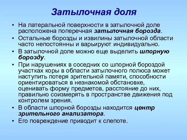 Затылочная доля На латеральной поверхности в затылочной доле расположена поперечная затылочная борозда. Остальные